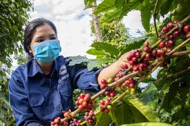 Đề xuất 4 chính sách phát triển nhãn hiệu, thương hiệu nông sản Việt Nam Đề xuất 4 chính sách phát triển nhãn hiệu, thương hiệu nông sản Việt Nam