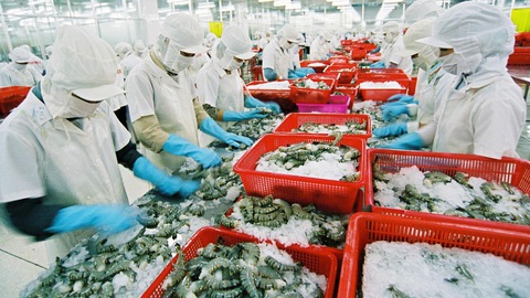 T&ocirc;m Việt giữ lợi thế EU nhờ đ&aacute;p ứng ti&ecirc;u chuẩn khắt khe
