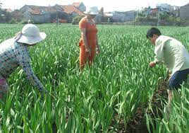 Kỹ thuật trồng c&acirc;y hoa lay ơn kh&ocirc;ng kh&oacute;