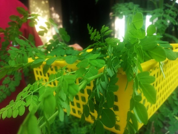 Sức khỏe gia đ&igrave;nh được cải thiện nhờ rau ch&ugrave;m ng&acirc;y