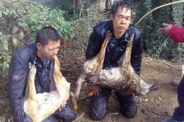 trộm ch&oacute;