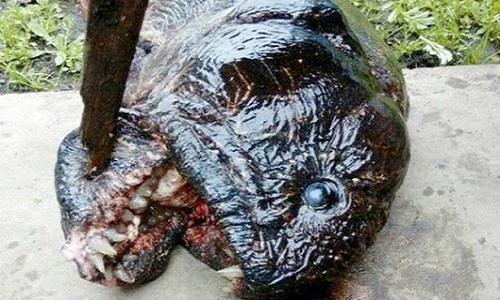 Sinh vật kỳ lạ với khu&ocirc;n mặt đ&aacute;ng sợ v&agrave; th&acirc;n d&agrave;i như lươn. Ảnh: CEN