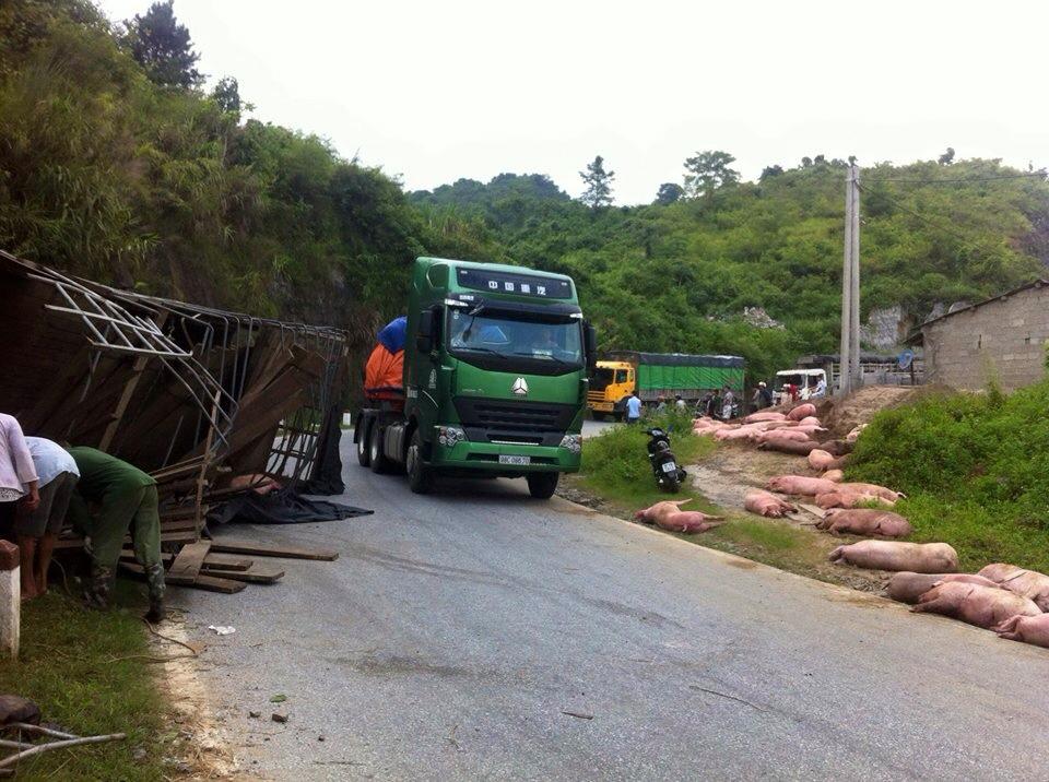 Bắc Kạn: Xe tải nh&agrave;o xuống đường, h&agrave;ng trăm con lợn to&aacute;n loạn