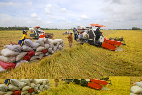 L&uacute;a Đồng bằng s&ocirc;ng Cửu Long