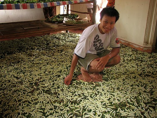 Nu&ocirc;i tằm l&aacute; sắn
