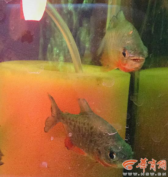 C&aacute; piranha hay c&ograve;n gọi l&agrave; c&aacute; 