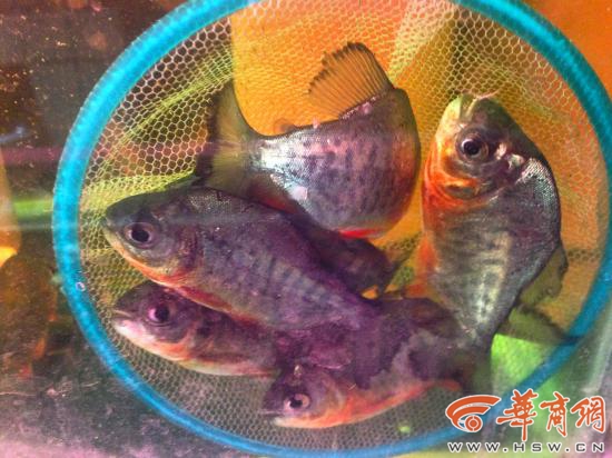 Cận cảnh loại c&aacute; ăn thịt được b&agrave;y b&aacute;n tr&ecirc;n trị trường c&aacute; cảnh Trung Quốc