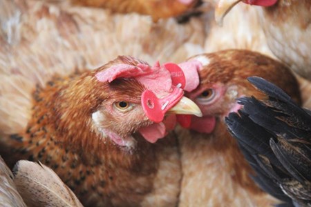 N&ocirc;ng d&acirc;n Việt v&agrave; những s&aacute;ng kiến chăn nu&ocirc;i kh&ocirc;ng giống ai