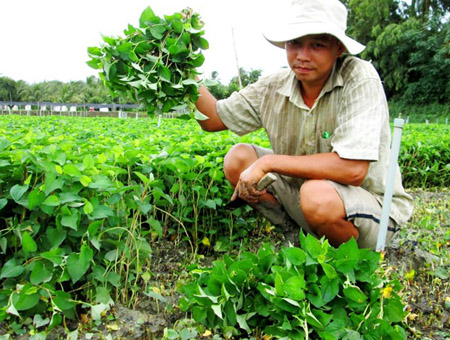 Đổi đời từ cây rau diếp cá chuyên canh Đổi đời từ cây rau diếp cá chuyên canh
