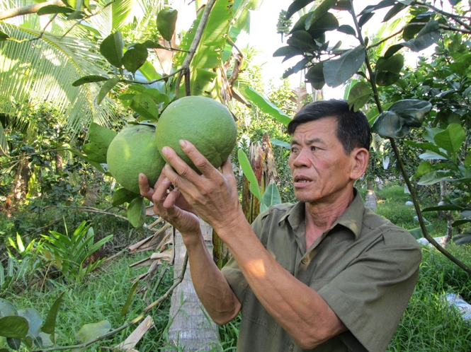 Bến Tre: Nhiều giải ph&aacute;p n&acirc;ng cao chất lượng bưởi da xanh
