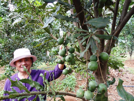 Mắc ca