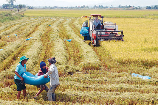 C&aacute;nh đồng lớn từng bước n&acirc;ng cao thương hiệu gạo Việt