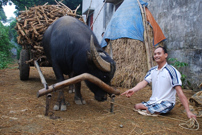 Tr&acirc;u c&oacute; tr&aacute;i tim người- một vật nu&ocirc;i lạ ở Ninh B&igrave;nh