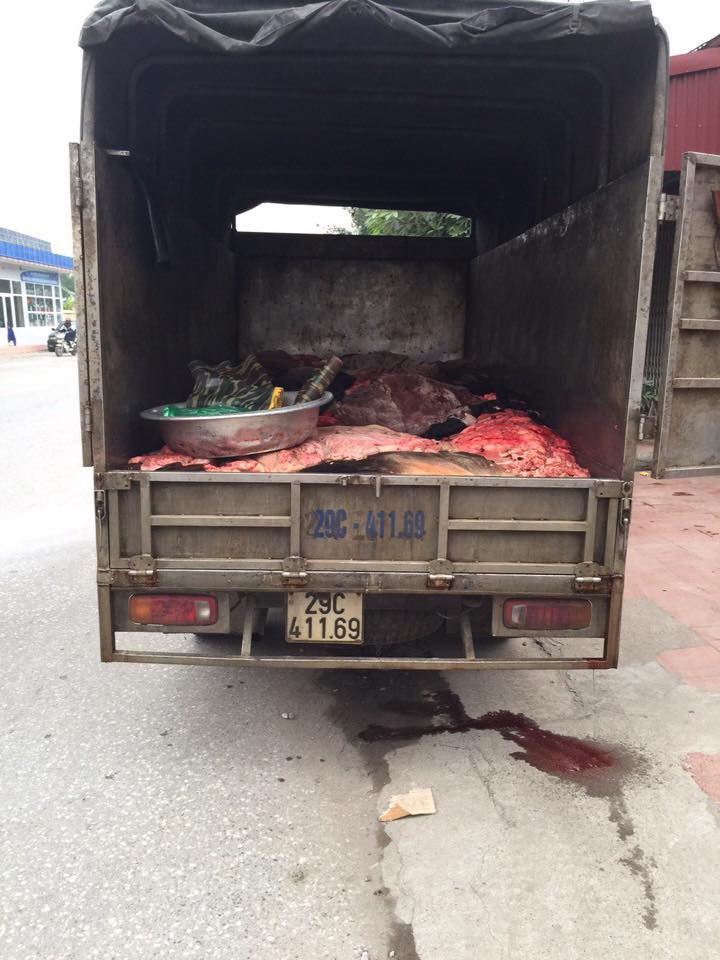 da, nội tạng tr&acirc;u b&ograve; thối
