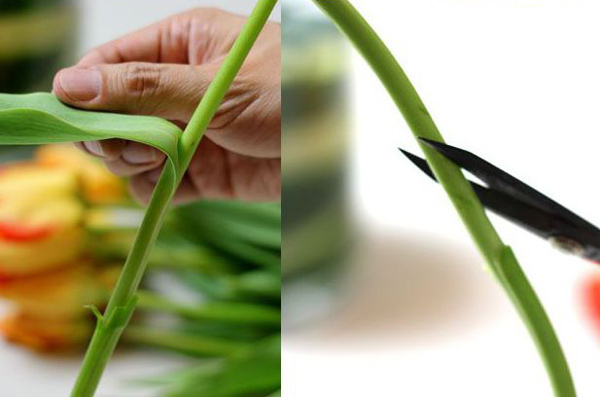Tại sao nên cân nhắc khi mua hoa tươi về nhà? Tại sao nên cân nhắc khi mua hoa tươi về nhà?