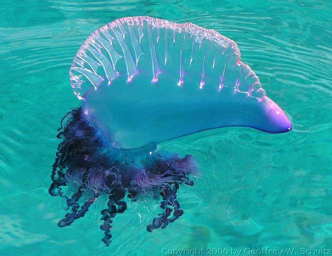 Loài “chiến thuyền Bồ Đào Nha” (Portuguese man-of-war), có tên khoa học là Physalia physalis. Dù bề ngoài giống con sứa, nó không phải là loài sứa mà là loài siphonophore, một quần thể nhiều cá thể nhỏ gọi là các zooid