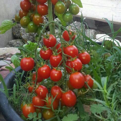 Kỹ thuật trồng c&acirc;y c&agrave; chua bi đạt hiệu quả