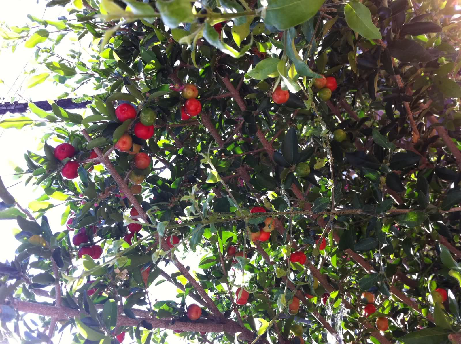 Kỹ thuật trồng sơ ri sai 'trĩu' quả