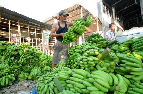 M&ocirc; h&igrave;nh trồng chuối cấy m&ocirc; ở Đồng Nai cho thu nhập cao