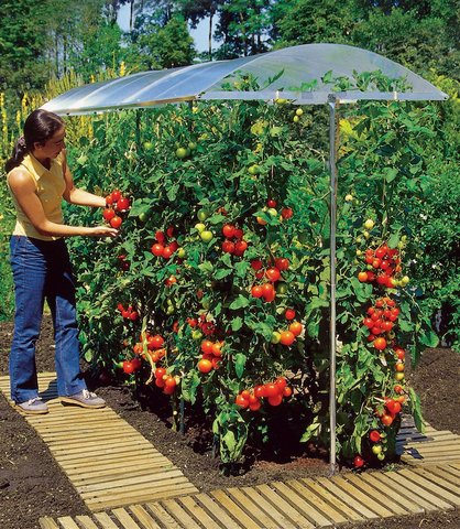 Kỹ thuật trồng c&acirc;y v&agrave; biện ph&aacute;p chăm s&oacute;c