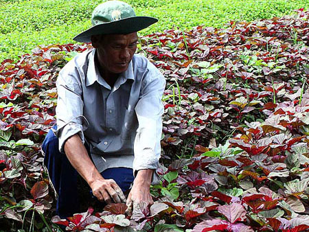 Sức khỏe gia đ&igrave;nh được n&acirc;ng cao nhờ rau dền