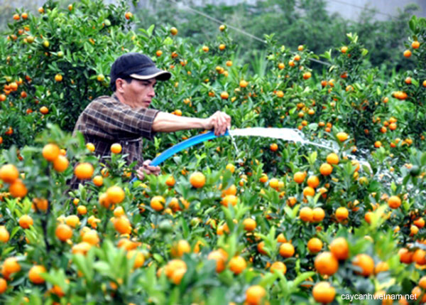 Kỹ thuật chăm s&oacute;c quất cảnh