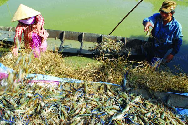 C&agrave; Mau: Triển vọng m&ocirc; h&igrave;nh nu&ocirc;i t&ocirc;m c&agrave;ng xanh