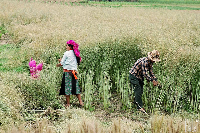 H&agrave; Giang: Sẽ đi l&ecirc;n từ c&acirc;y cải dầu
