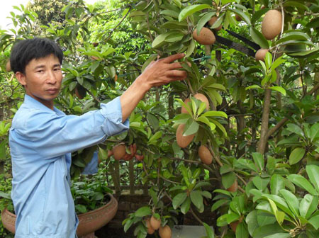 Sức khỏe gia đ&igrave;nh tốt nhờ quả hồng xi&ecirc;m