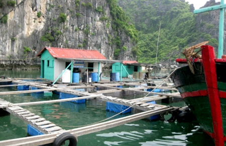 Kỹ thuật nu&ocirc;i c&aacute; lồng đồng