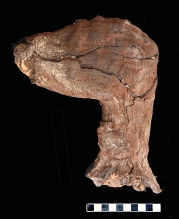 Một phần x&aacute;c ướp ch&oacute;. Ảnh Live science
