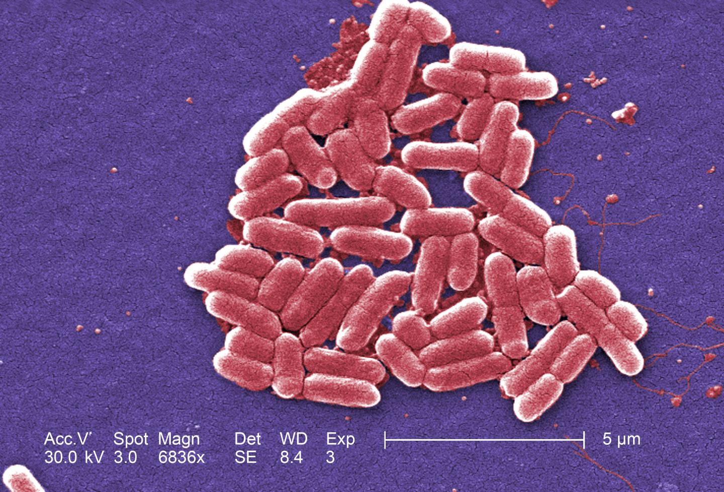 Tin khoa học mới nhất cung cấp c&aacute;ch kiểm so&aacute;t cơ chế hoạt động của vi khuẩn