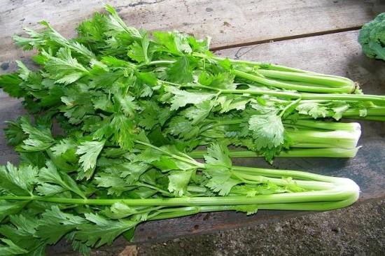 Sức khỏe gia đ&igrave;nh được đảm bảo nhờ rau cần t&acirc;y