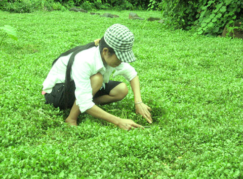 Sức khỏe gia đ&igrave;nh được cải thiện nhờ rau cải xoong