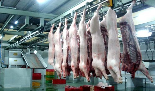 Giết mổ lợn nh&acirc;n đạo