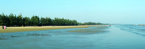Trà Cổ Trà Cổ
