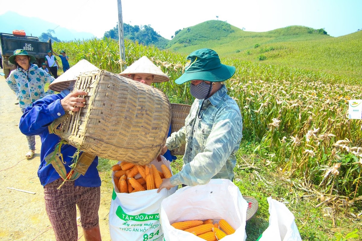 Thu hoạch ng&ocirc; biến đổi gen