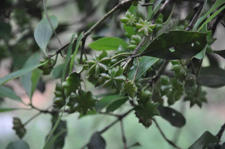 C&acirc;y hoa hồi Lạng Sơn