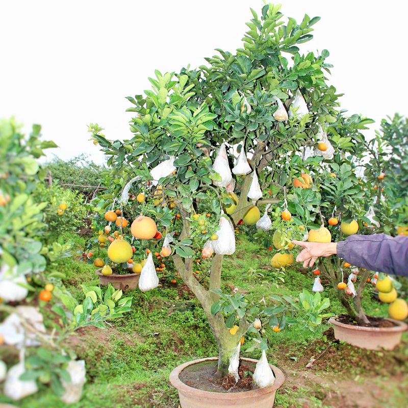 Chi&ecirc;m ngưỡng c&acirc;y ngũ quả thế &lsquo;độc&rsquo; 