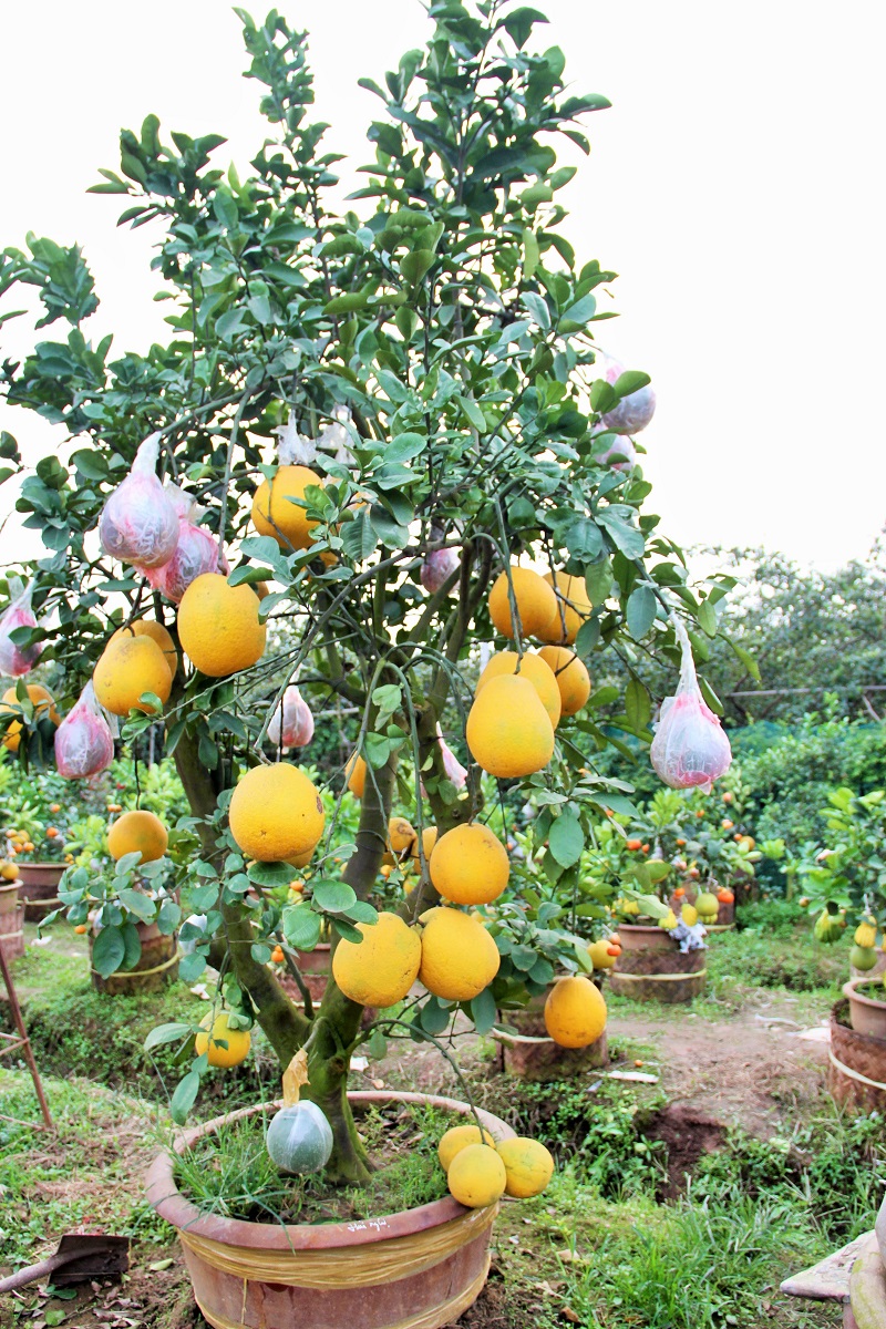 Chi&ecirc;m ngưỡng c&acirc;y ngũ quả thế &lsquo;độc&rsquo; 