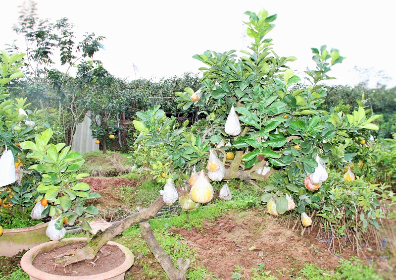 Chi&ecirc;m ngưỡng c&acirc;y ngũ quả thế &lsquo;độc&rsquo; 