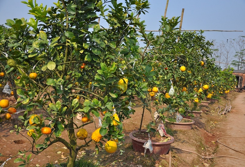 tỷ ph&uacute; ngũ quả H&agrave; Th&agrave;nh