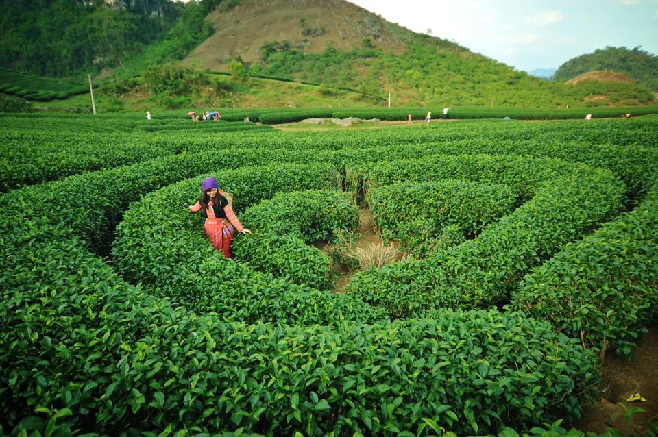 Thác Dải Yếm ngày đêm đổ nước trắng xóa, góp những âm thanh vui tươi vào bản hòa ca của tiếng chim thú. Những tia nắng mùa hè sẽ được dịu mát bởi dòng nước mát lạnh của thác Dải Yếm. Bạn cũng sẽ không khỏi bị mê mẩn bởi dòng nước lấp lánh dưới ánh mặt trời nhưng cũng khó xa rời những vườn chè xanh ngắt