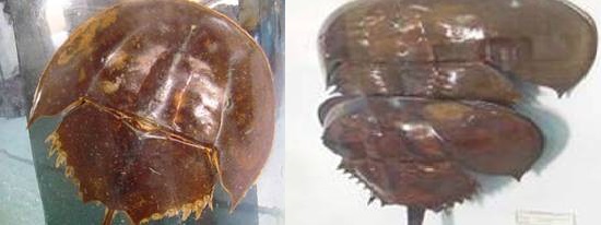 Ph&acirc;n biệt sam biển v&agrave; so biển để kh&ocirc;ng bị mất mạng