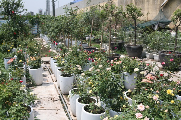 L&atilde;o n&ocirc;ng gần 60 tuổi, sở hữu vườn hồng 2 vạn gốc tại H&agrave; Nội