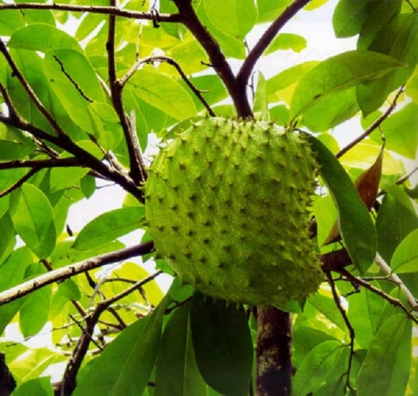  c&aacute;ch l&agrave;m sinh tố m&atilde;ng cầu