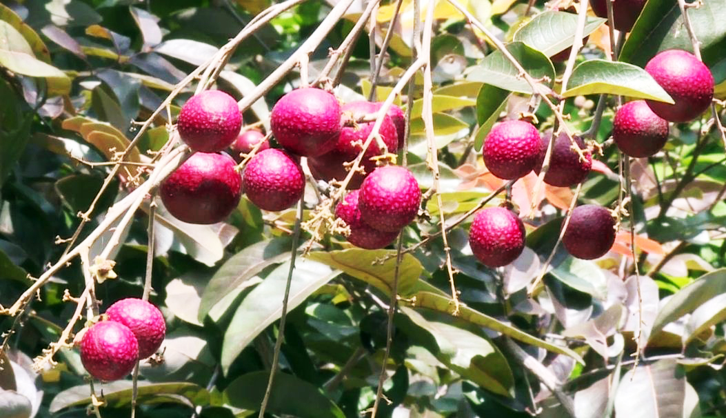 Quả kỳ lạ
