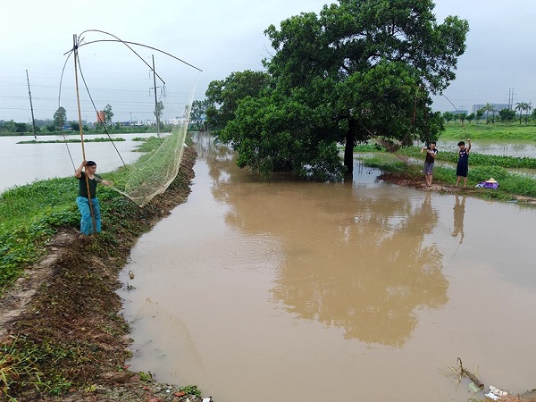 H&agrave; Nội: Người d&acirc;n rủ nhau bắt c&aacute; sau mưa b&atilde;o