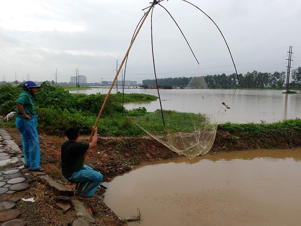 H&agrave; Nội: Người d&acirc;n rủ nhau bắt c&aacute; sau mưa b&atilde;o