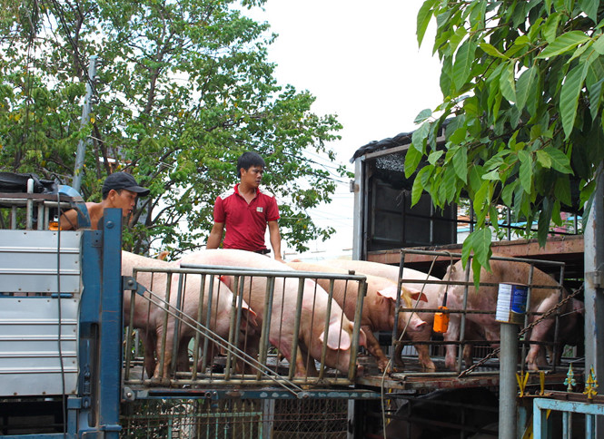 deo-vong-cho-heo-kho-cung-phai-lam